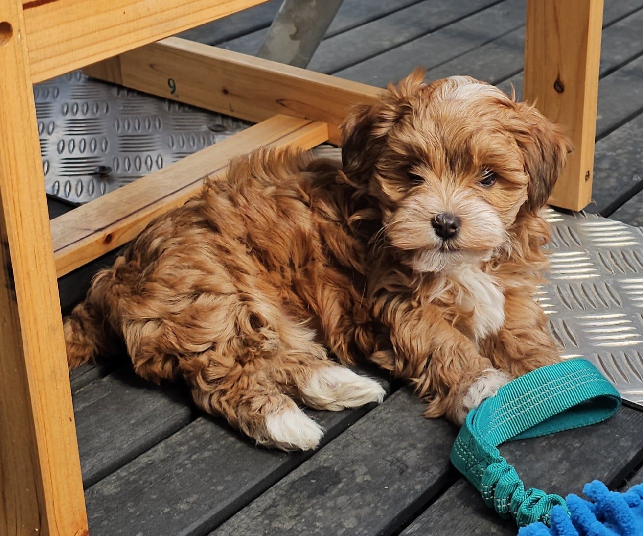 Youpie Yoobse Nani Ulaula de la vallée du rêve