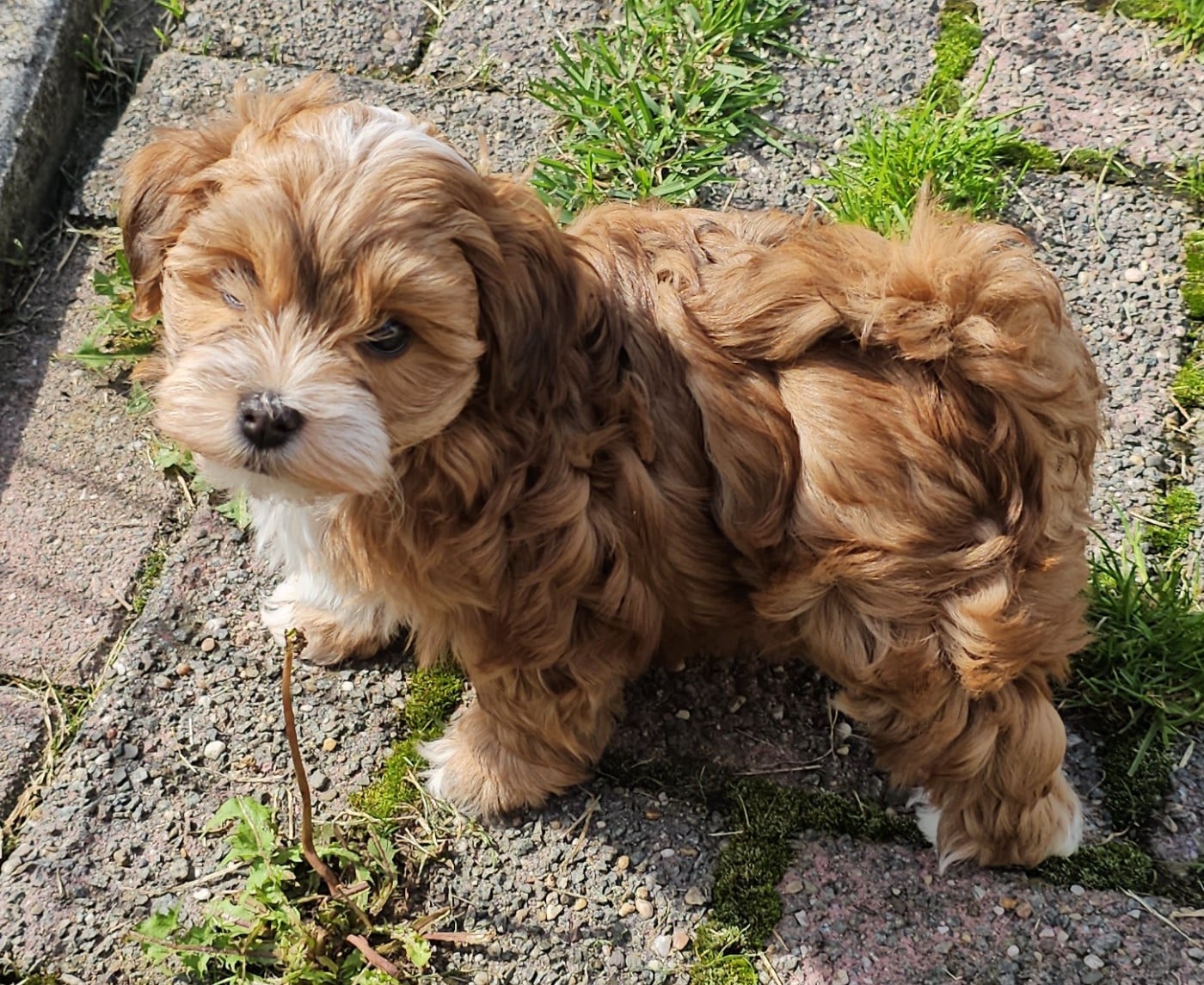 Youpie Yoobse Nani Ulaula de la vallée du rêve