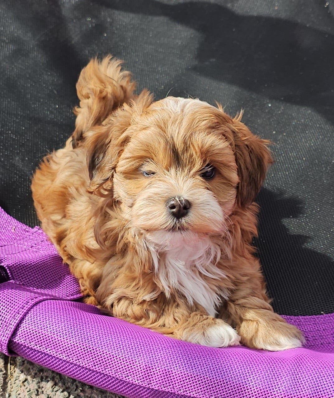 Youpie Yoobse Nani Ulaula de la vallée du rêve