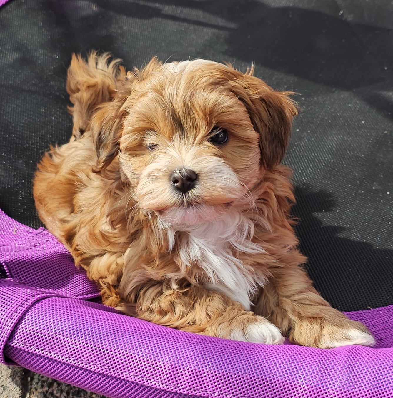 Youpie Yoobse Nani Ulaula de la vallée du rêve