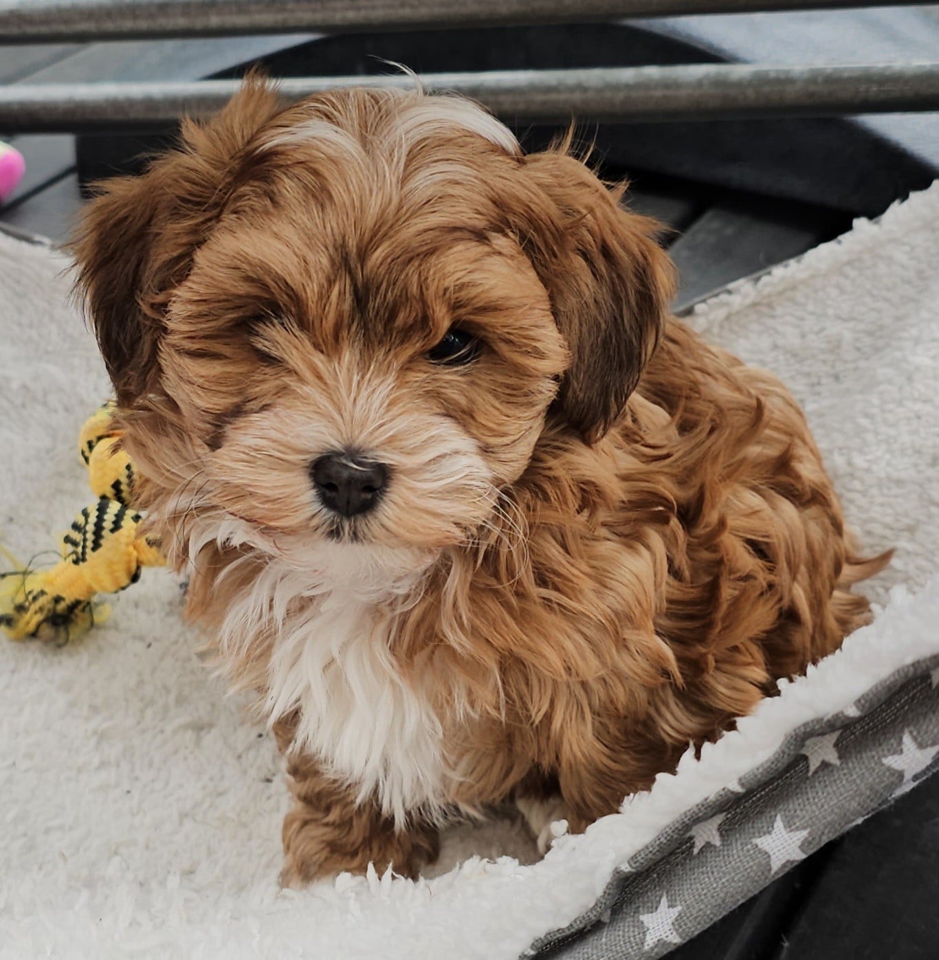 Youpie Yoobse Nani Ulaula de la vallée du rêve