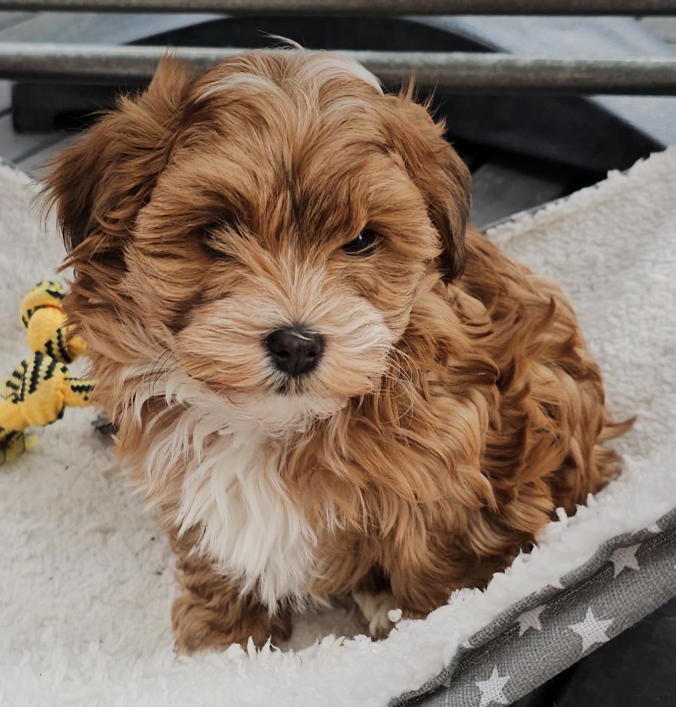 Youpie Yoobse Nani Ulaula de la vallée du rêve