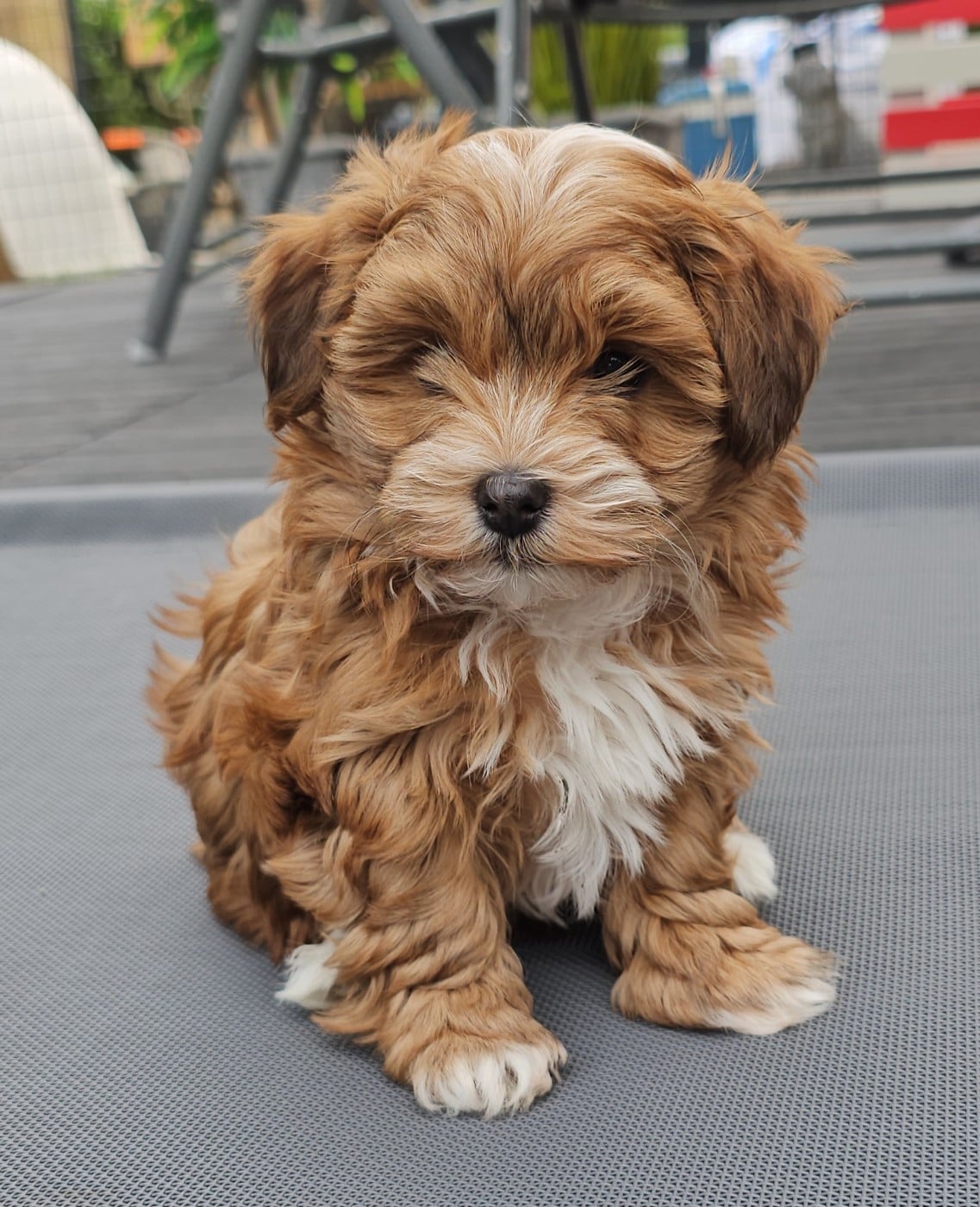 Youpie Yoobse Nani Ulaula de la vallée du rêve