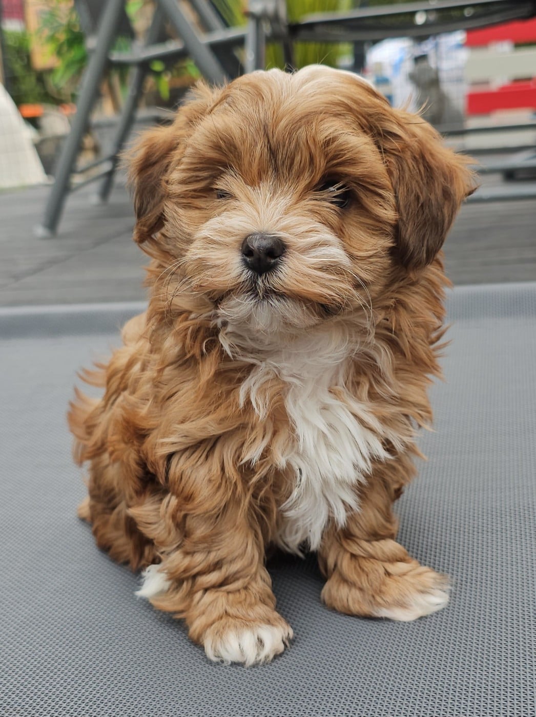 Youpie Yoobse Nani Ulaula de la vallée du rêve