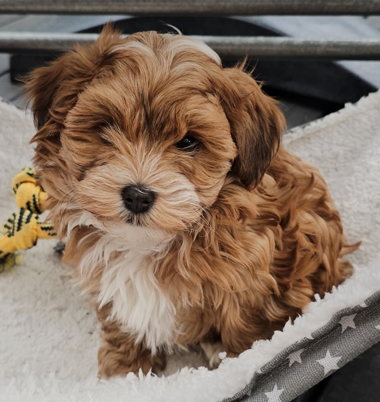 Youpie Yoobse Nani Ulaula de la vallée du rêve