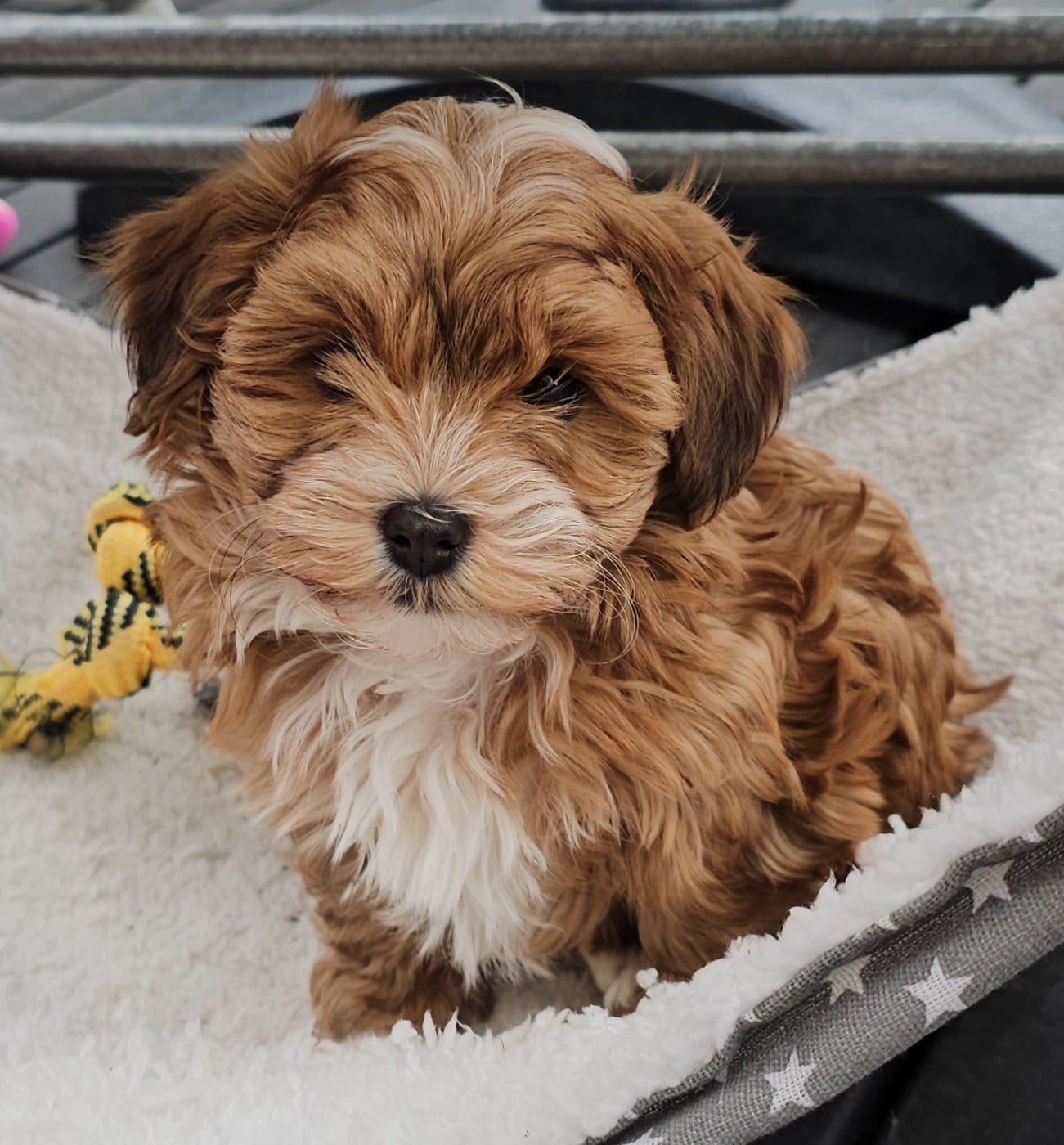 Youpie Yoobse Nani Ulaula de la vallée du rêve