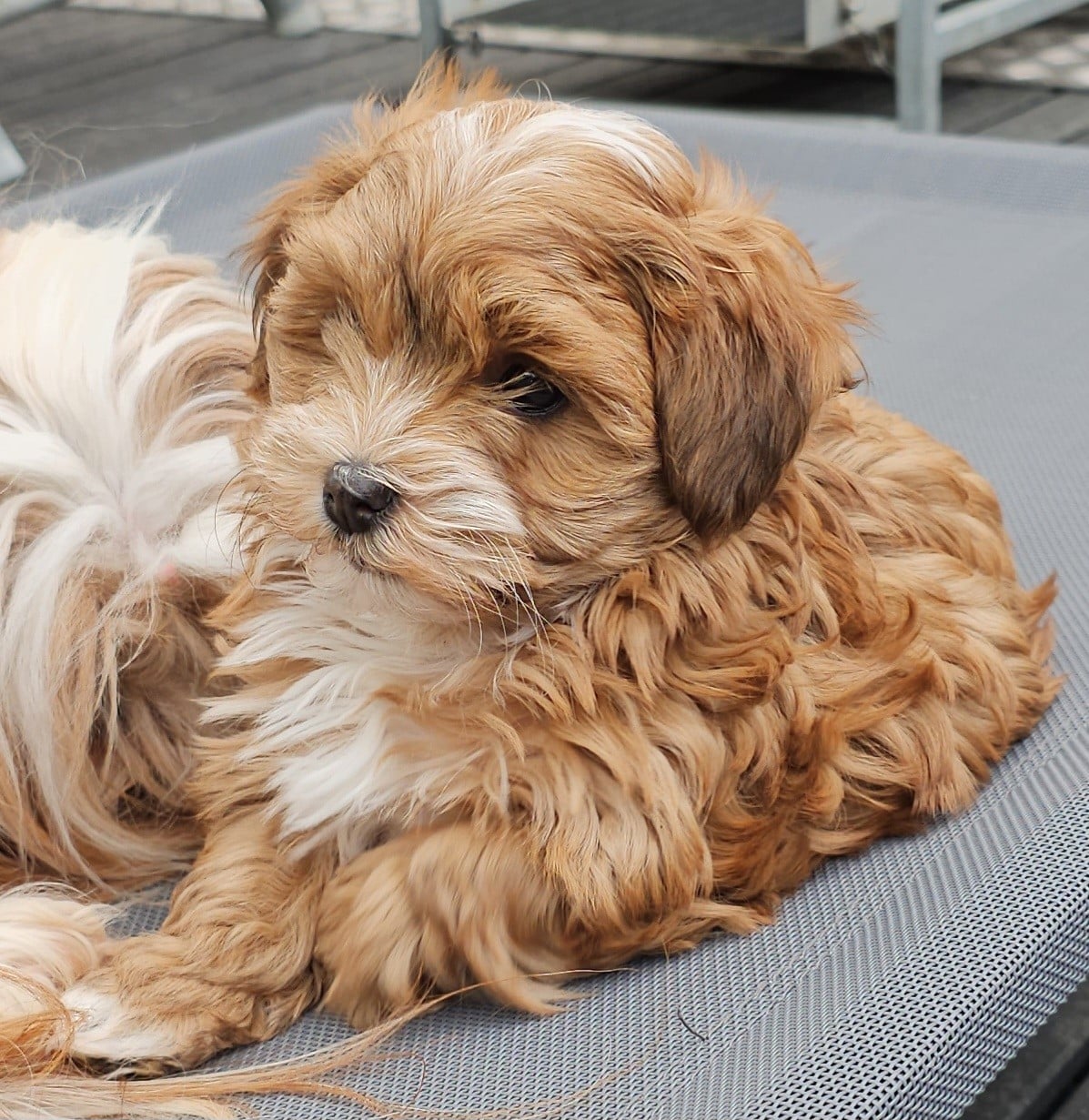 Youpie Yoobse Nani Ulaula de la vallée du rêve