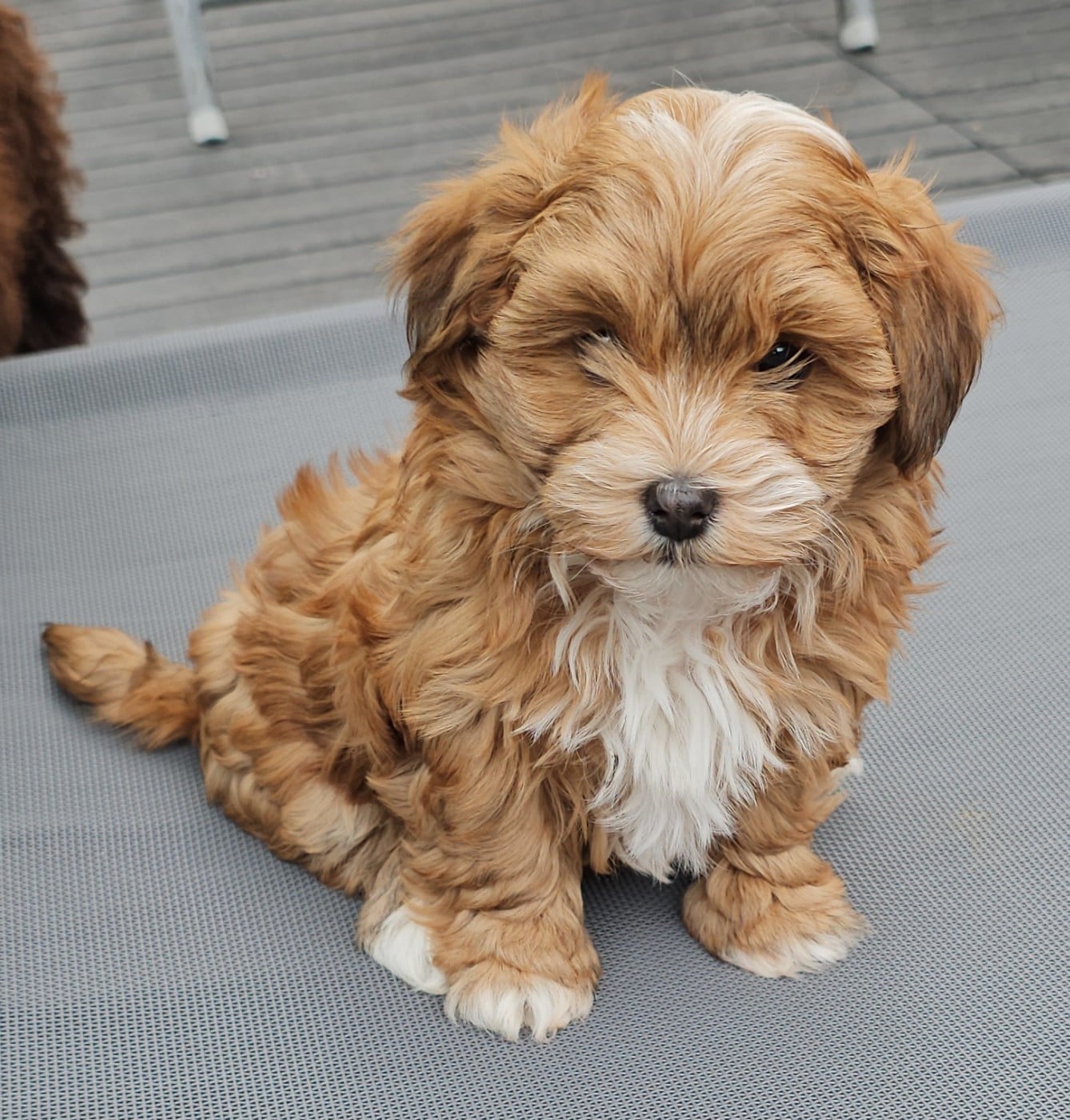 Youpie Yoobse Nani Ulaula de la vallée du rêve