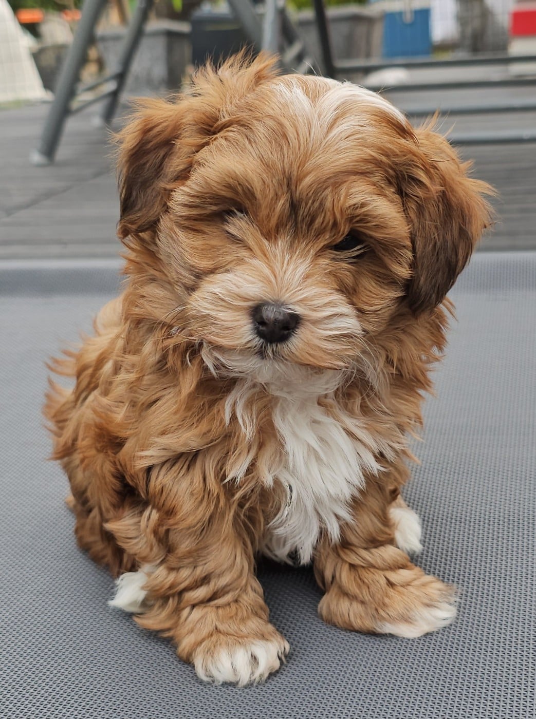 Youpie Yoobse Nani Ulaula de la vallée du rêve