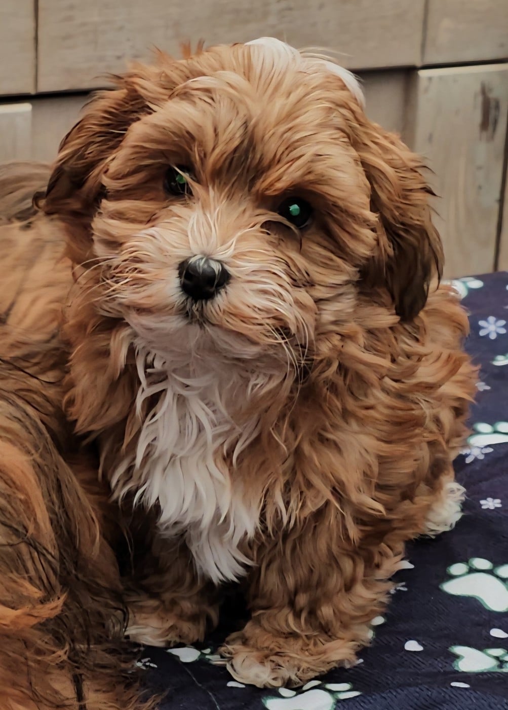 Youpie Yoobse Nani Ulaula de la vallée du rêve