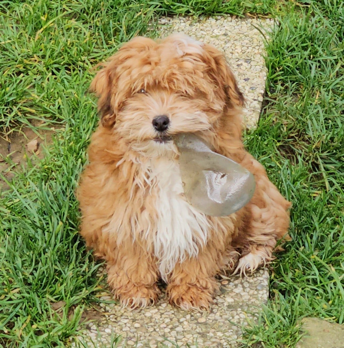 Youpie Yoobse Nani Ulaula de la vallée du rêve