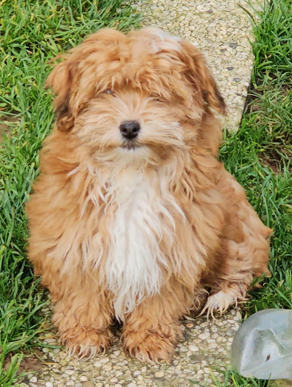 Youpie Yoobse Nani Ulaula de la vallée du rêve