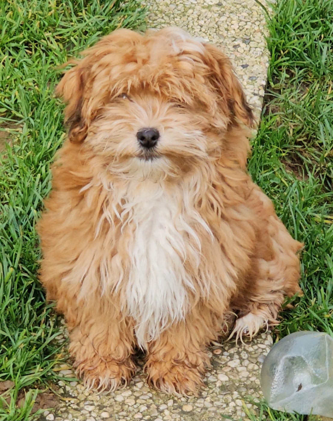 Youpie Yoobse Nani Ulaula de la vallée du rêve