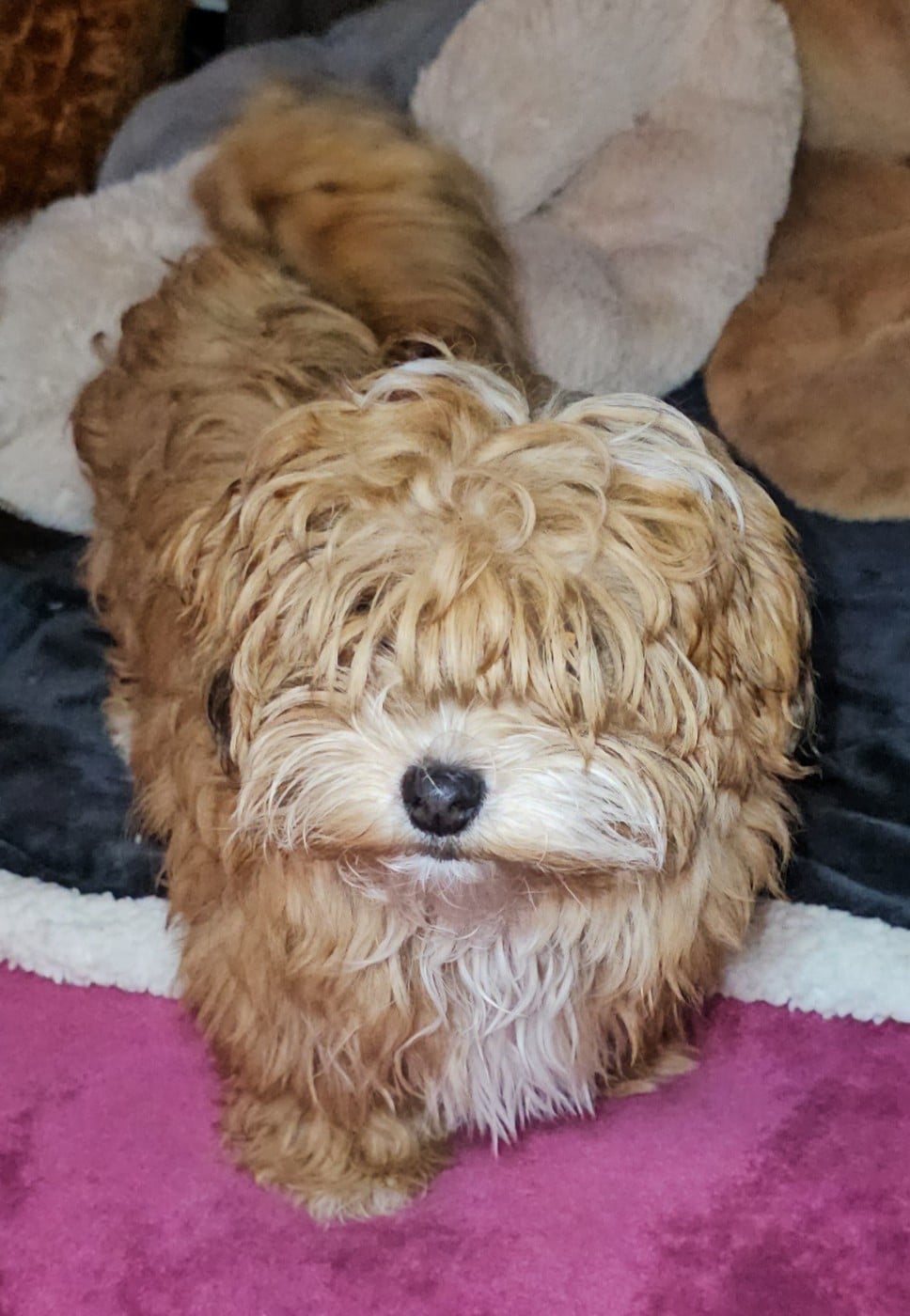 Youpie Yoobse Nani Ulaula de la vallée du rêve