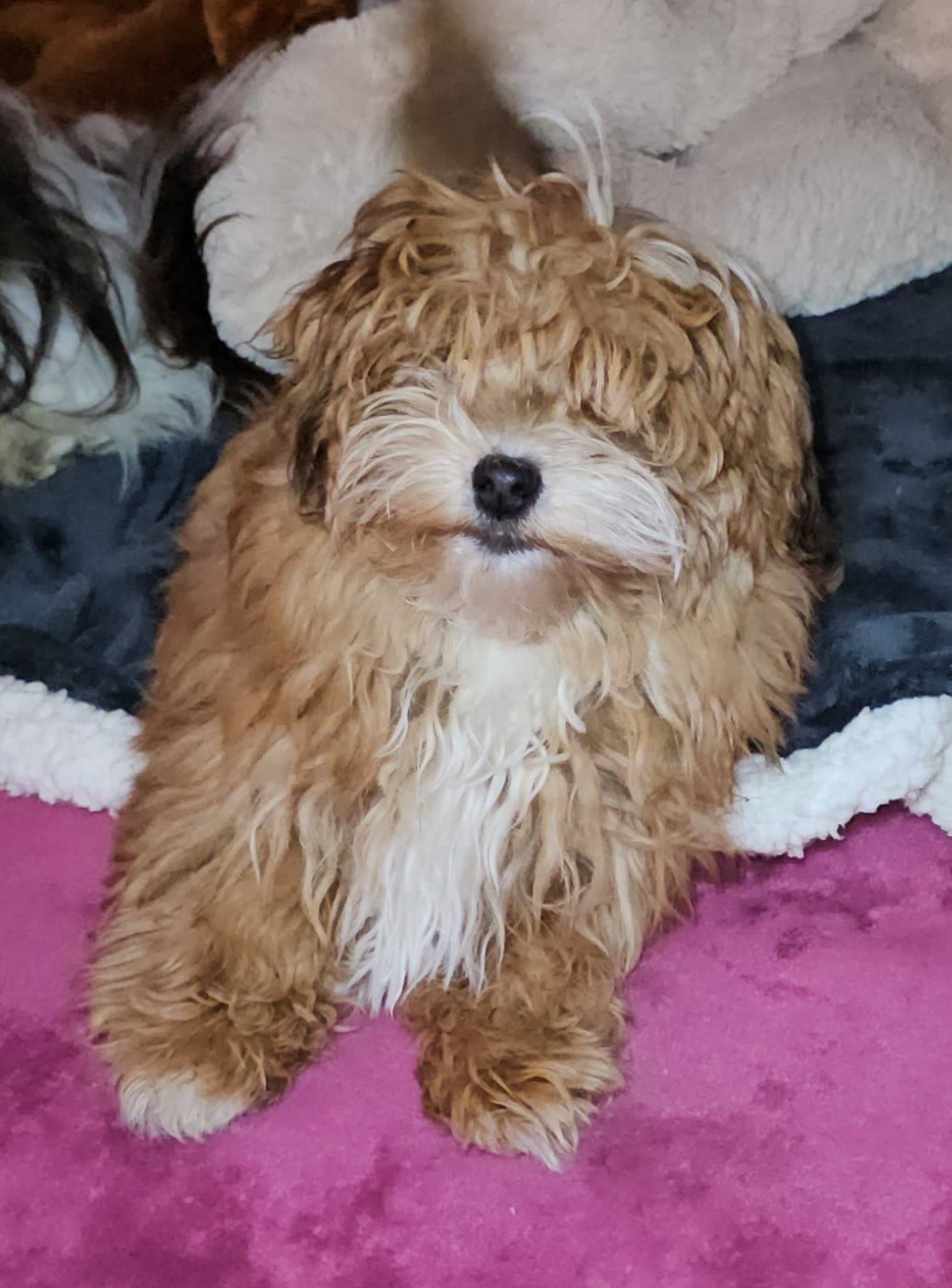 Youpie Yoobse Nani Ulaula de la vallée du rêve