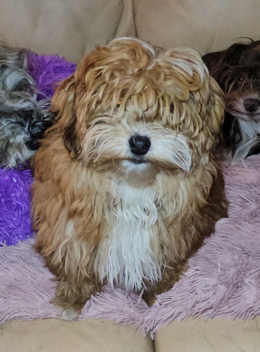 Youpie Yoobse Nani Ulaula de la vallée du rêve