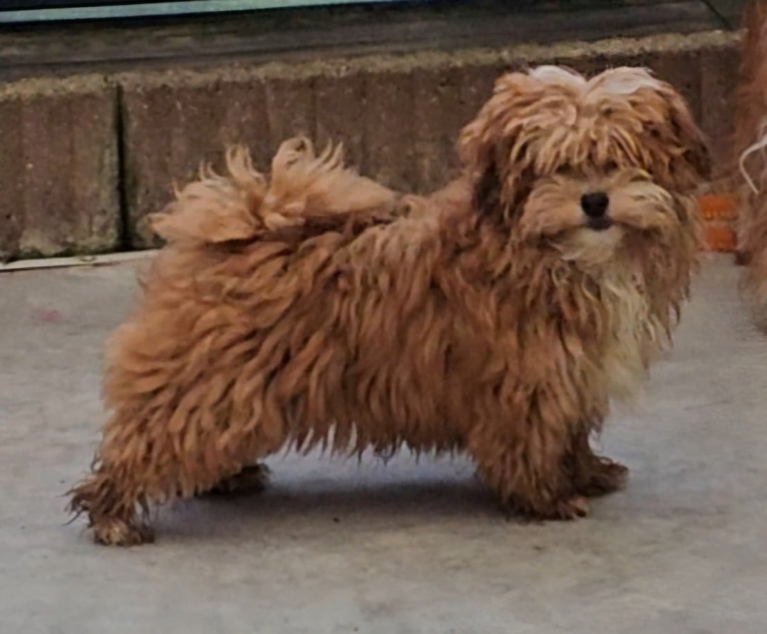 Youpie Yoobse Nani Ulaula de la vallée du rêve