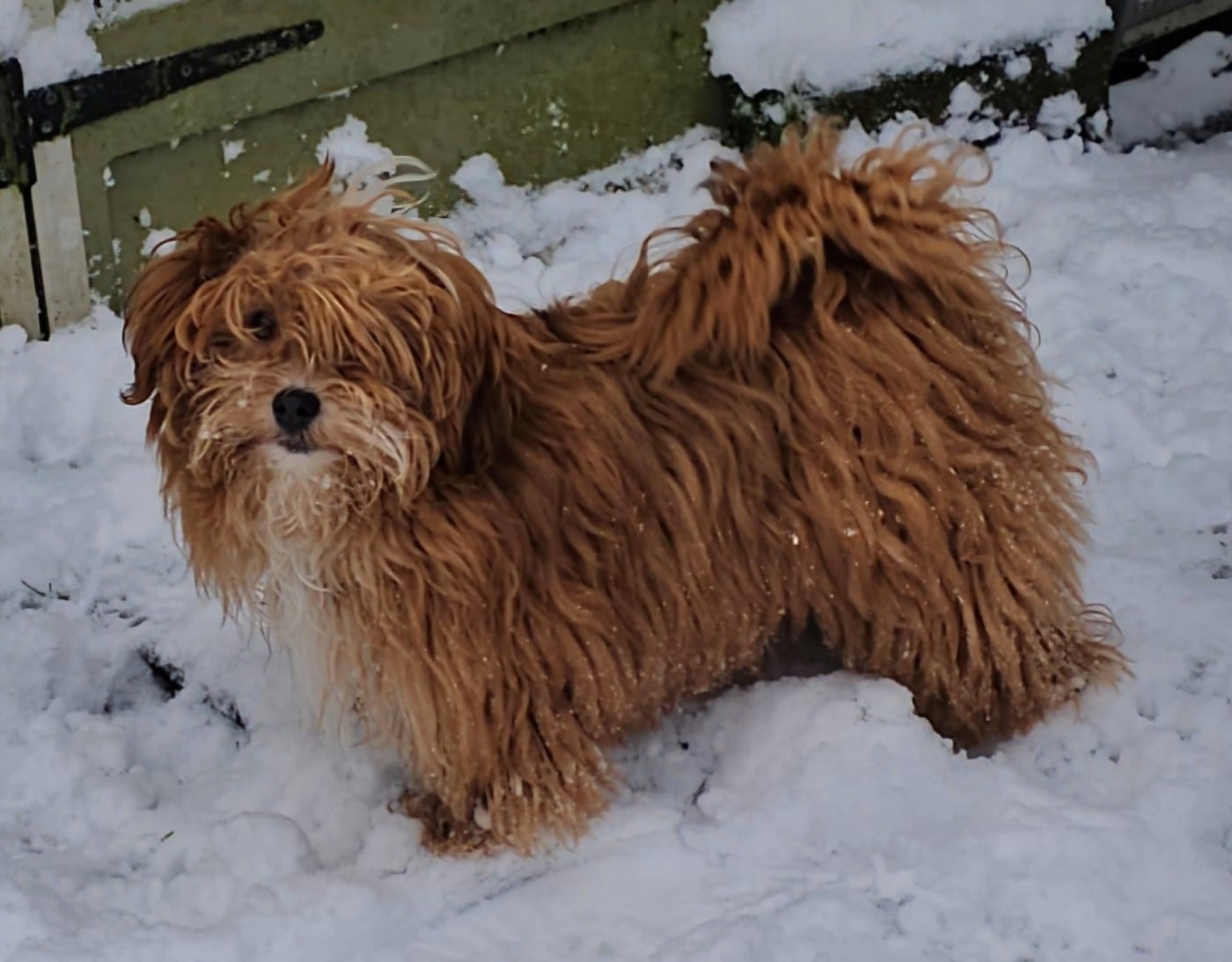 Youpie Yoobse Nani Ulaula de la vallée du rêve