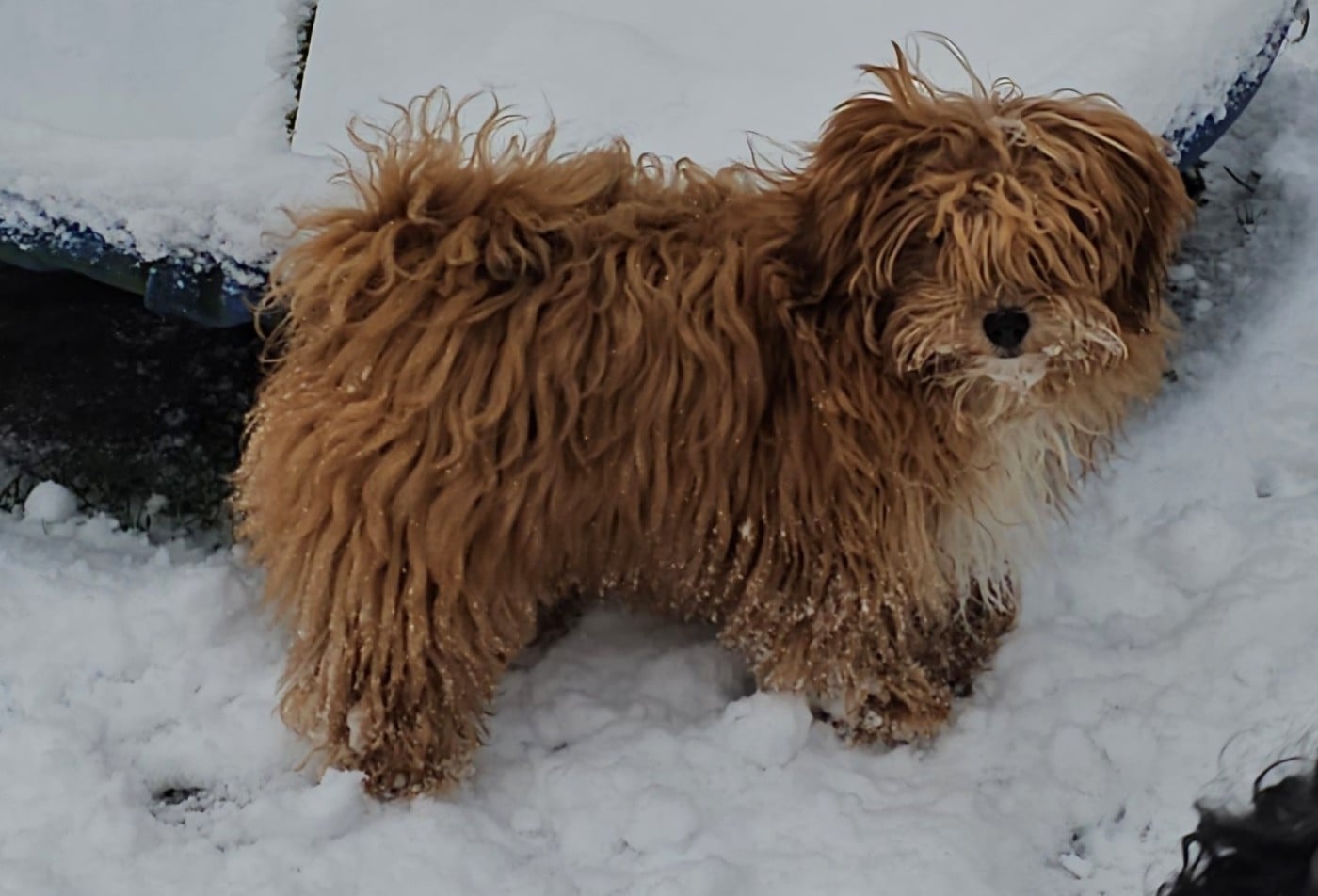 Youpie Yoobse Nani Ulaula de la vallée du rêve