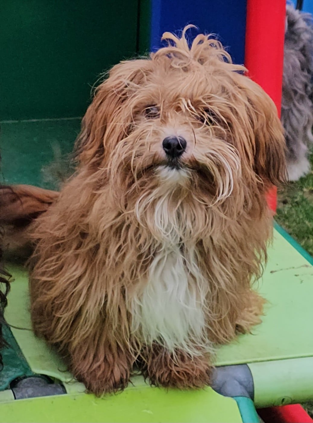 Youpie Yoobse Nani Ulaula de la vallée du rêve