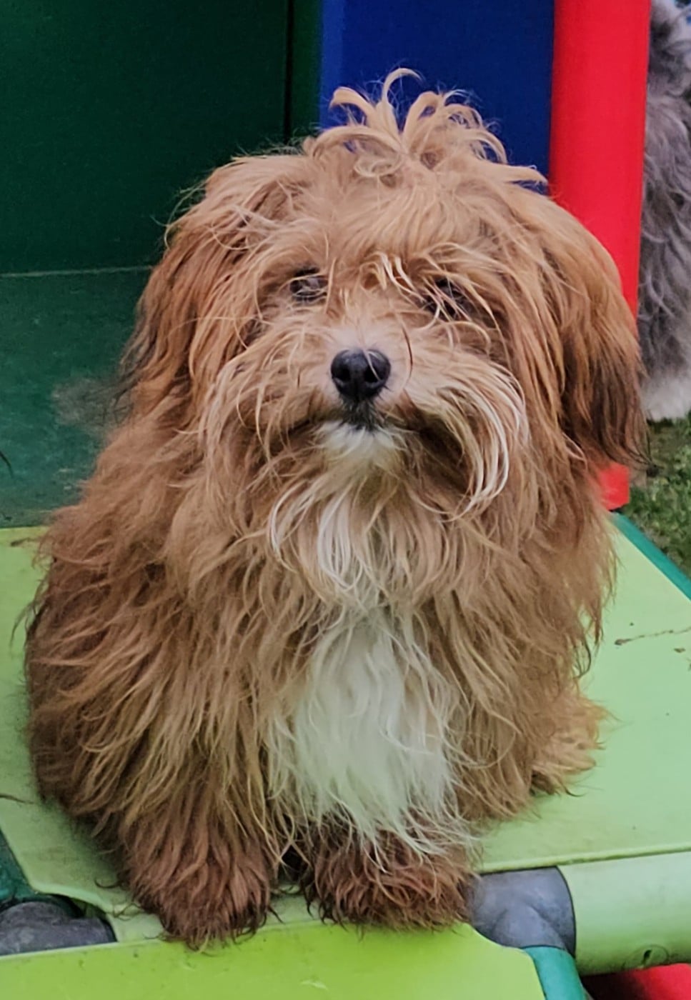 Youpie Yoobse Nani Ulaula de la vallée du rêve