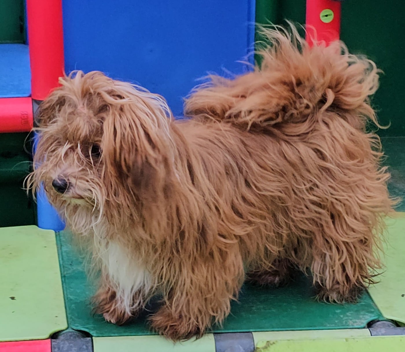 Youpie Yoobse Nani Ulaula de la vallée du rêve