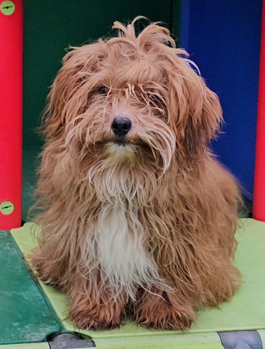 Youpie Yoobse Nani Ulaula de la vallée du rêve