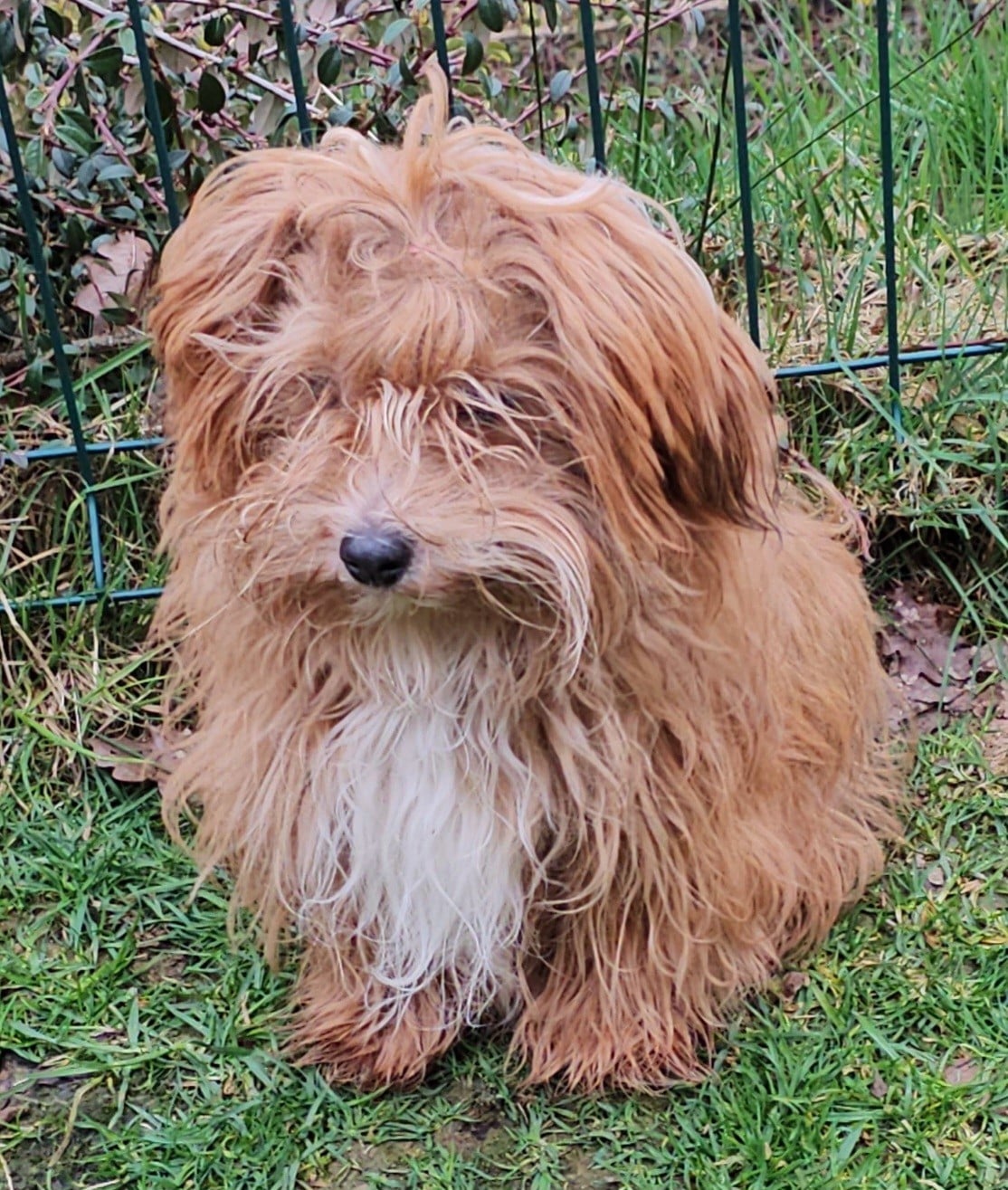 Youpie Yoobse Nani Ulaula de la vallée du rêve