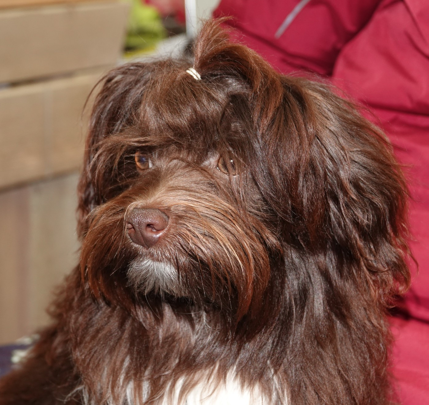 Publication : de la vallée du rêve Auteur : Mirkes Mylène