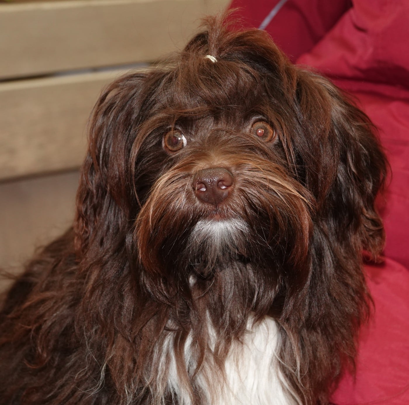 Publication : de la vallée du rêve Auteur : Mirkes Mylène