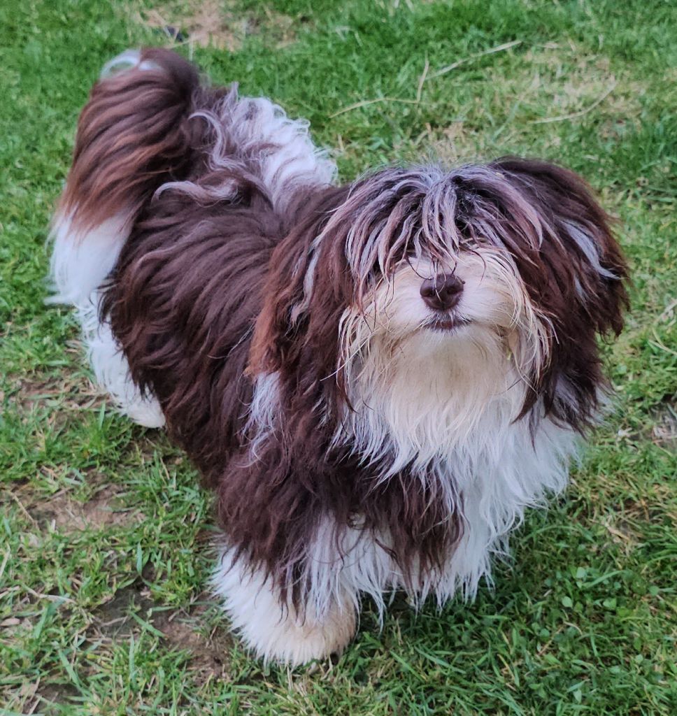 Publication : de la vallée du rêve Auteur : Mirkes Mylène