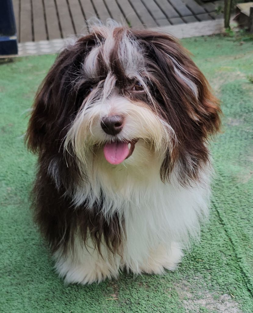 Publication : de la vallée du rêve Auteur : Mirkes Mylène