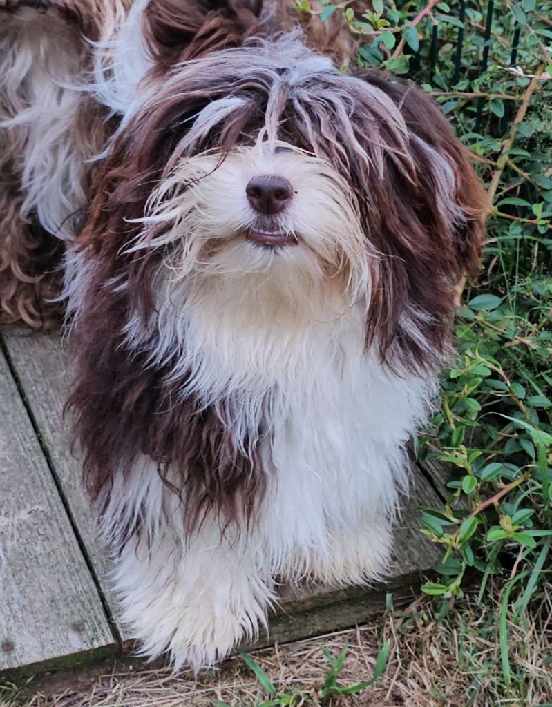 Publication : de la vallée du rêve Auteur : Mirkes Mylène