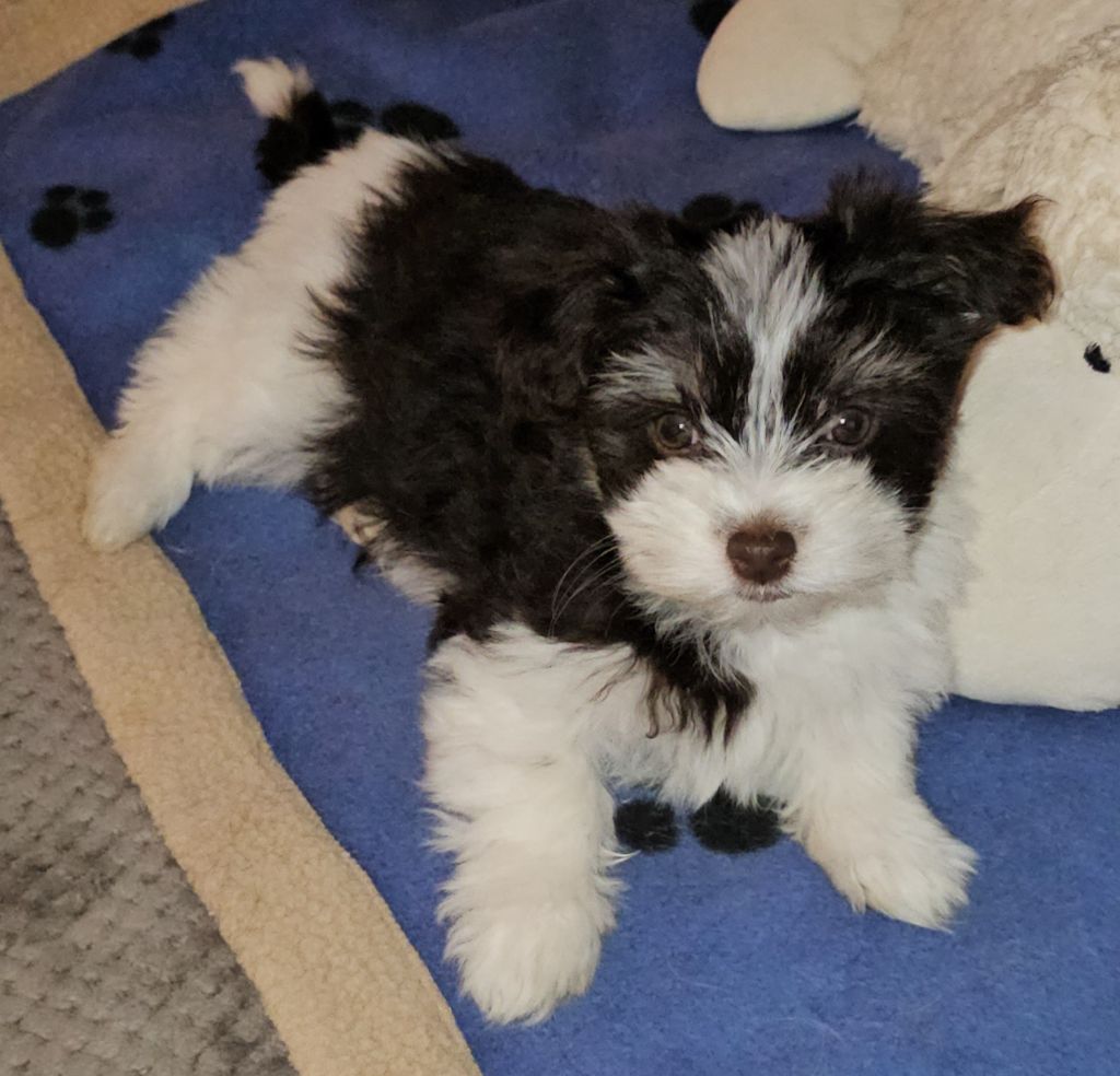 Publication : de la vallée du rêve Auteur : Mirkes Mylène