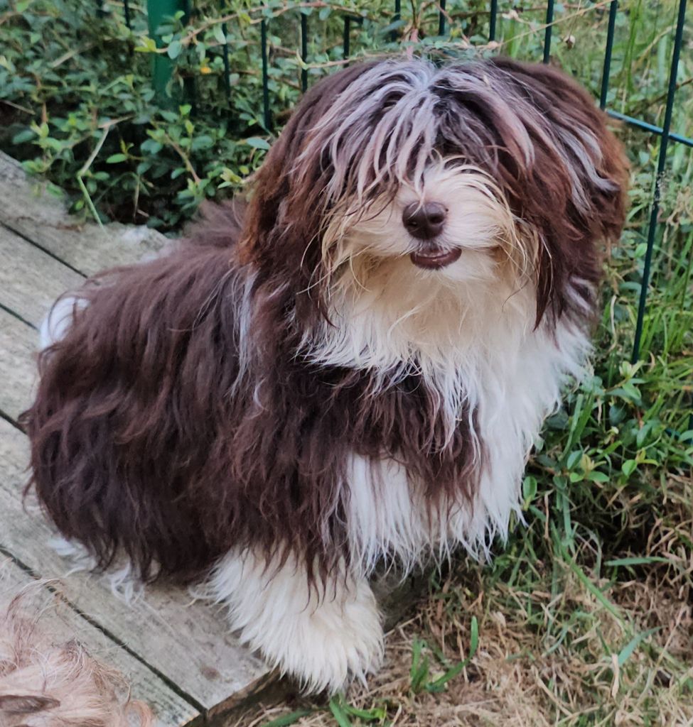 Publication : de la vallée du rêve Auteur : Mirkes Mylène