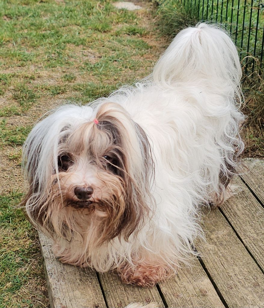 Neekee'mee de la vallée du rêve