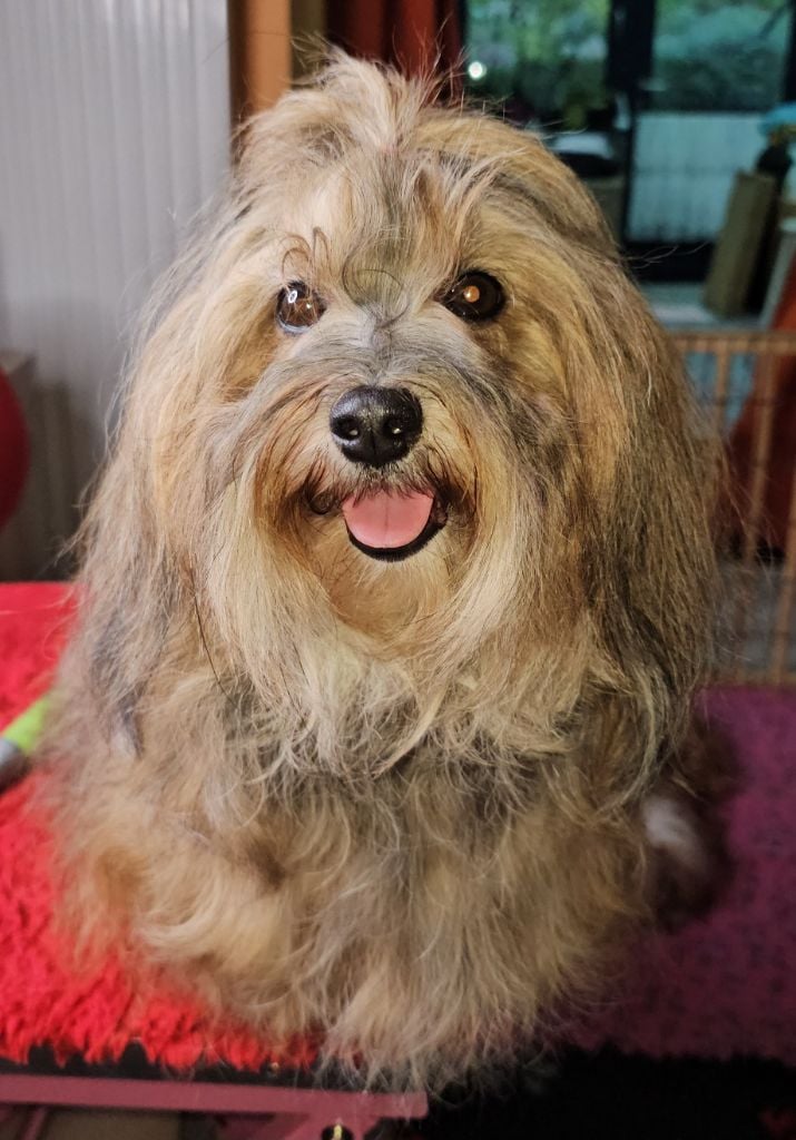 Unlimited saga lynn de la vallée du rêve