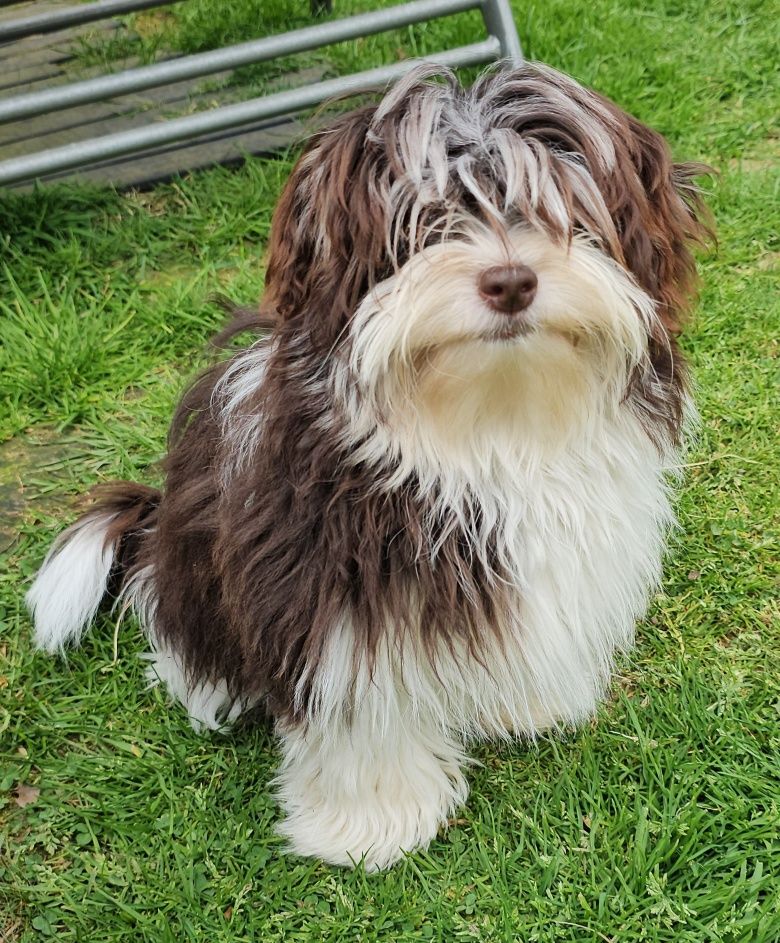 Publication : de la vallée du rêve Auteur : Mirkes Mylène