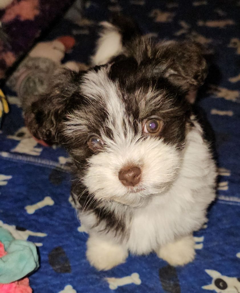 Publication : de la vallée du rêve Auteur : Mirkes Mylène