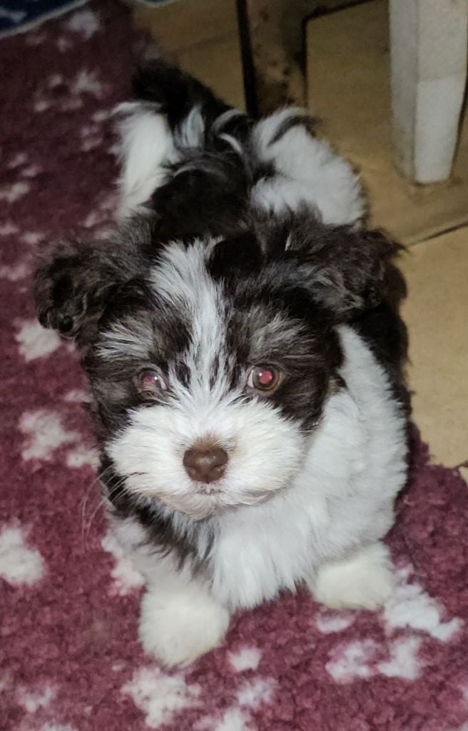 Publication : de la vallée du rêve Auteur : Mirkes Mylène