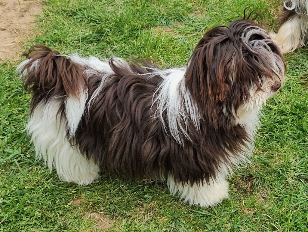 Publication : de la vallée du rêve Auteur : Mirkes Mylène