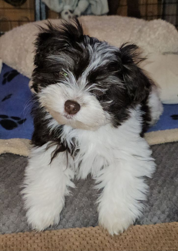 Publication : de la vallée du rêve Auteur : Mirkes Mylène