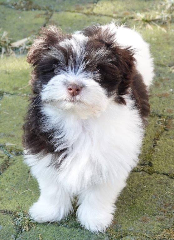 Publication : de la vallée du rêve Auteur : Mirkes Mylène