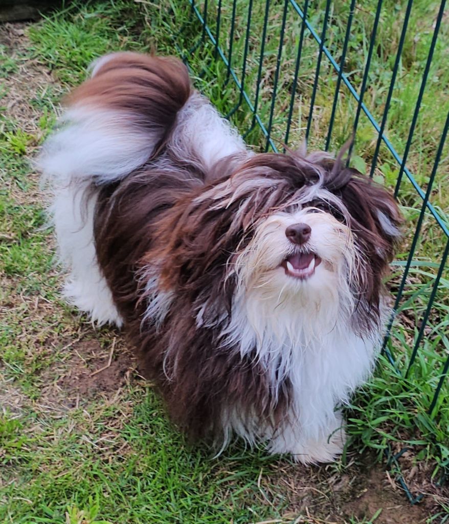 Publication : de la vallée du rêve Auteur : Mirkes Mylène