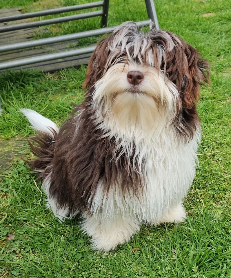 Publication : de la vallée du rêve Auteur : Mirkes Mylène