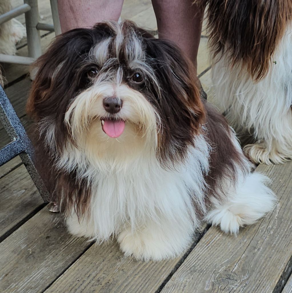 Publication : de la vallée du rêve Auteur : Mirkes Mylène