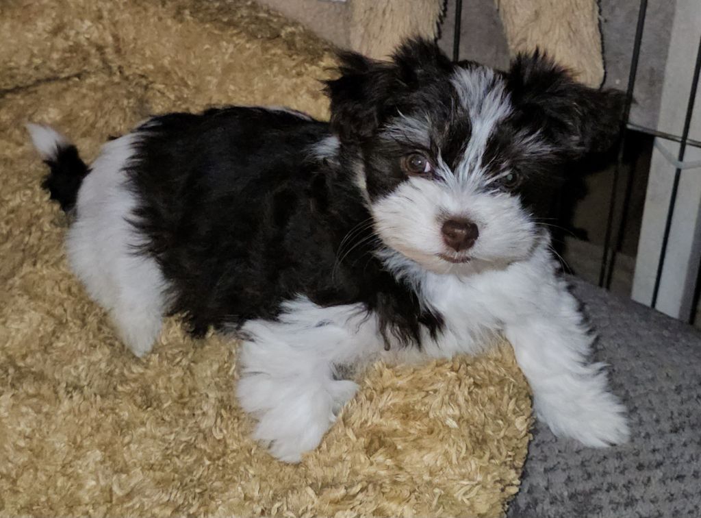 Publication : de la vallée du rêve Auteur : Mirkes Mylène