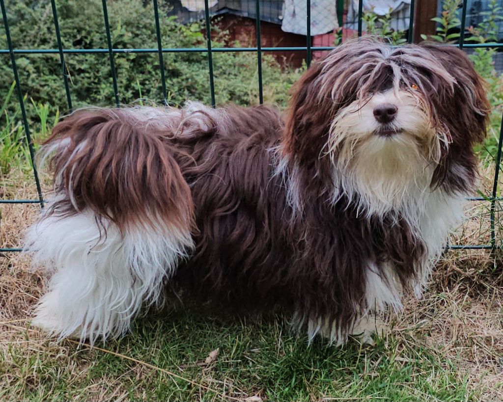 Publication : de la vallée du rêve Auteur : Mirkes Mylène