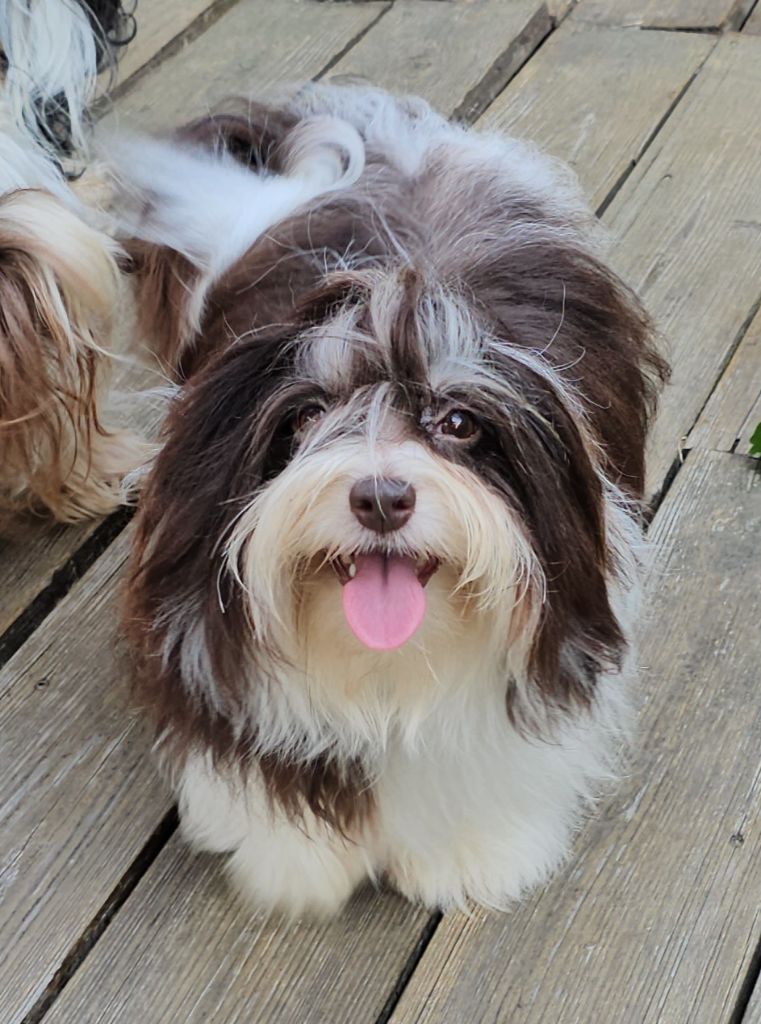 Publication : de la vallée du rêve Auteur : Mirkes Mylène