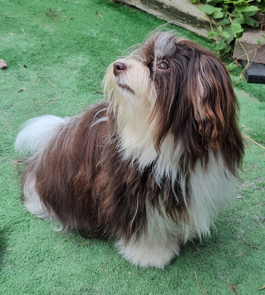 Publication : de la vallée du rêve Auteur : Mirkes Mylène